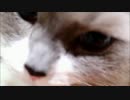 たぬこはむはむ