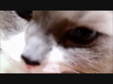 たぬこはむはむ
