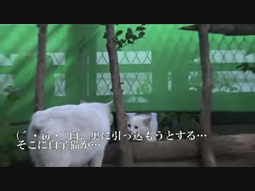 (´・ω・`)顔の白猫、成長著しい白い子猫に怒られる