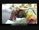 【和紙細工】ターゲット：ラージャン1頭の製作 #金獅子工作