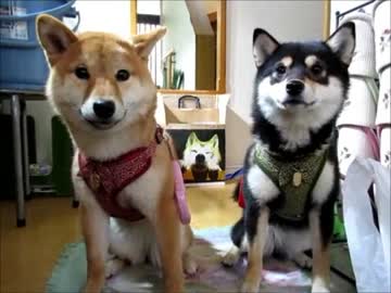 柴犬ゆず・りょうのお散歩（１５年１２月２８日）