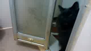 お風呂まで探しに来る黒猫