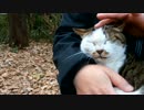 ひざの上が好きなミニサバシロ