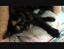 【癒し】「悪戯したら怒られた＾＾；」 子猫の成長日記
