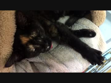【癒し】「悪戯したら怒られた＾＾；」 子猫の成長日記