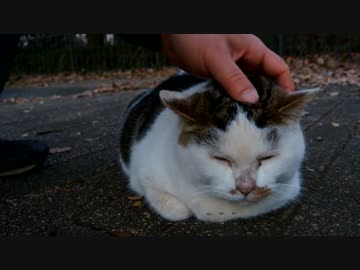今年の締めはおしゃべり猫