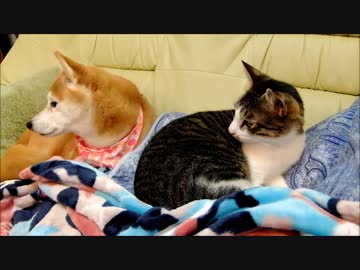 パパの帰宅を待つ 柴犬ひかいちと猫ミルキー