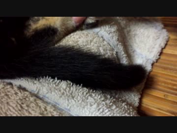 【癒し】　「シッポ」　あずきの成長日記