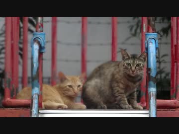 すばらしい日々