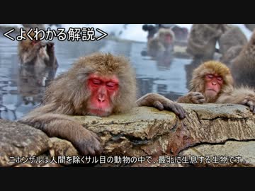 ゆっくり動物雑学「ニホンザルは…」