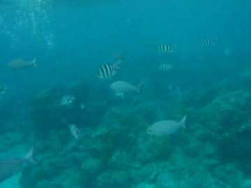 年末に東京都の海で泳いでみたin小笠原諸島