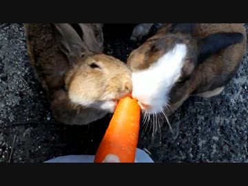 【RASHEEN】だいたい日本一周の旅　その13【高知　→　広島】