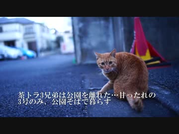 2016年元旦、見知った猫たちに新年の挨拶に出向く