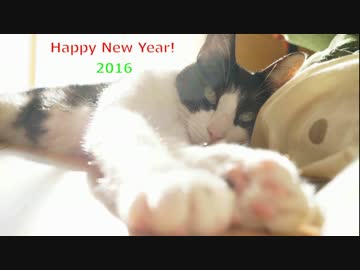 新年明けたら2秒でにゃんこ♪2016