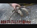 超巨大ヤシガニ現る【沖縄】