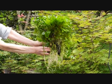 実験水槽その８　レッドビーシュリンプ水槽　(2/2)
