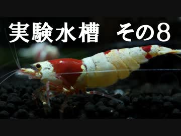 実験水槽その８　レッドビーシュリンプ水槽　(1/2)