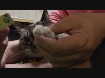 2016年ジャンくんの新年は初爪切りだ