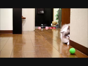 時定くんとキャッチボールしたよ