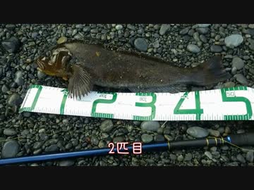 アイナメ釣行50アップ！2015年釣り納めにて