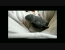 サザナミインコの発声？練習