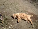 ぬこのひなたぼっこ