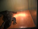 捕食の上手なトカゲ　①