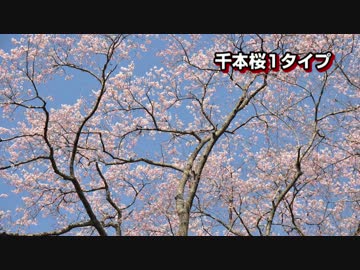 【DX7ⅡD】SHシリーズ風「千本桜」発車メロディ