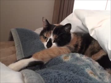 家猫日和　朝３