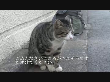 【新ジャンル】攻撃的虎柄肉食系ストーカー猫耳年上のおねえさん