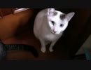 こんしゅうのおやつ【蒼民家の猫々】