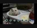 ハムスターいろいろまとめ
