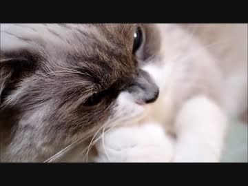 ３歳３ヶ月の猫が何かを推理してくれるかも知れない動画