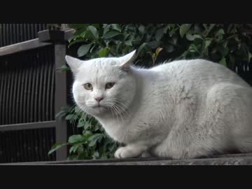 W 顔の白猫 ボス猫に威圧されて意地になる ニコニコ動画