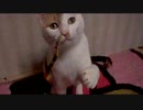 我が家の暴れん坊(その後)