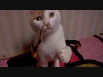 我が家の暴れん坊(その後)