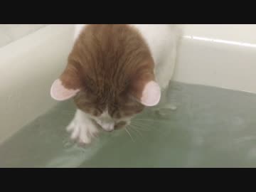 風呂の湯をかき混ぜる猫