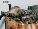 【クロエ】液体猫