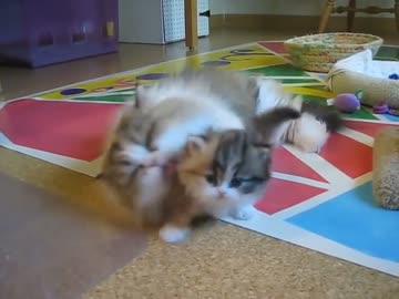 子猫の毛づくろいをする母猫