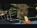 愛犬ミミとウサギのモカにリンゴあげてみた
