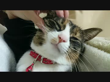 年始からだらける猫