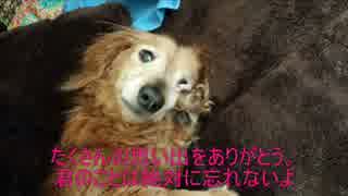 【愛犬追悼】さようなら、ナナちゃん