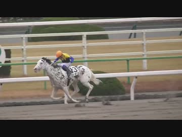 【現地撮影】ブチコ2016年新春に圧勝
