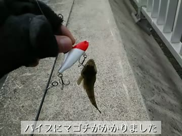 【湾奥釣行記】京浜島つばさ公園_ver.16.1.6【前編】