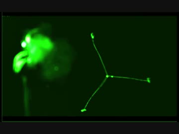 撃たれたらグロ確定な弾丸　Multiple Impact Bullet