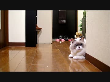 「もっとちゃんと投げるにゃ！」