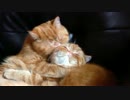 野猫と化した先輩