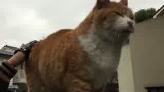 モフモフが気持ちよすぎてアヘアヘになる猫さん　パート2