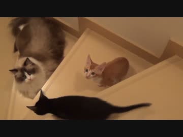 レオとしじみの新生活 Vol.10 　おにぃ猫レオの憂鬱