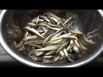 ワカサギ釣りに行ってきたよ。